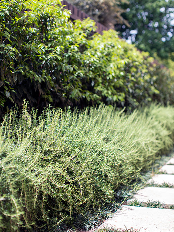 path-design-studio_-_landscape-design_hawthorn-garden_17_rosemary_buxus-hedge