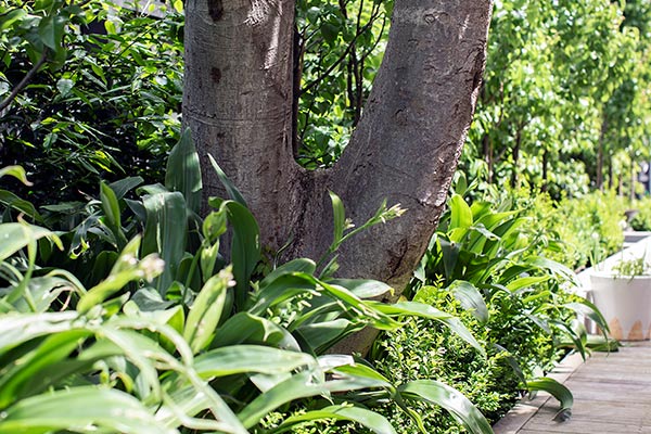 Hawthorn Garden Landscape Design